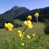 z rannéj prechádzky