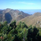 Pienini