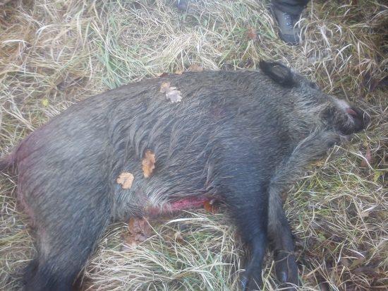 Lanščiačka s kamaratom...