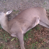 Bezohladni vodiči...