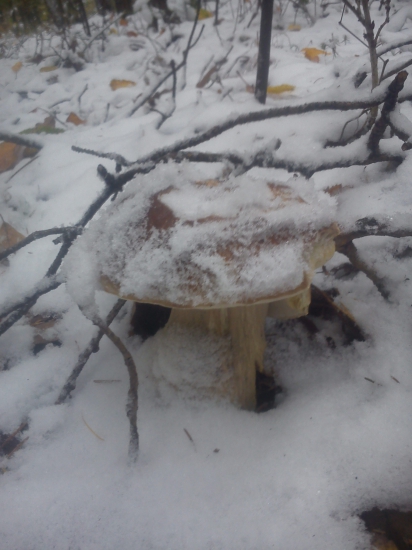 Po snehovej prehánke rastu*****.