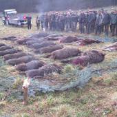 Z hostovskej polovačky .