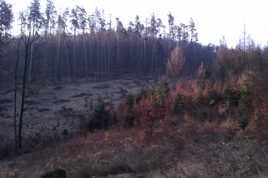 Ranné lúče pod rúbanou.