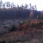 Ranné lúče pod rúbanou.