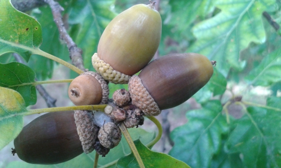 Jadro pre diviaky...