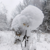 Pripadnutí bodliak...