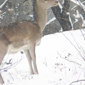 Jelienča na 6metrov...