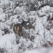 Jelenča na rúbanisku...