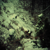 Na odchode do hory ...