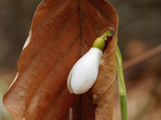 Príroda si poradi...