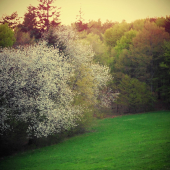 Podvečer na lúkach...