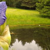 Na lúkach pod horou...