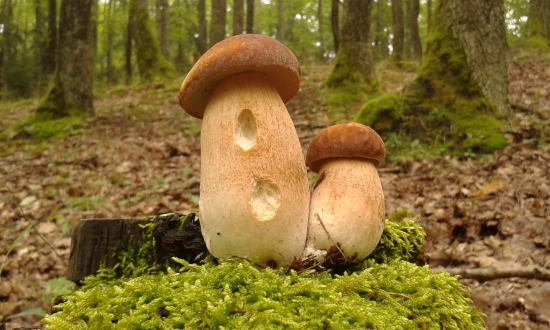 Tohoto roku je ich dosť.