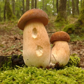 Tohoto roku je ich dosť.