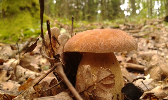 Vydarene ráno plne dubákov...