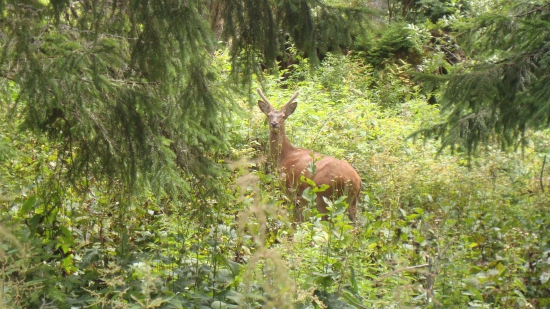 Zoči voči...
