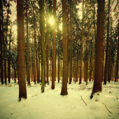 Z pekného zimného dna.