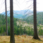 Príroda z rúbane ...