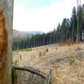 Na veľkej  rúbani ...