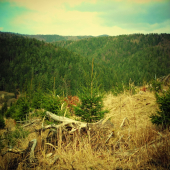 Zátišie za zvážnicou ...