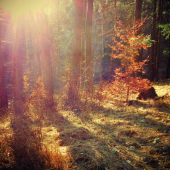 Príroda vídava svoje poklady ...