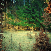 Cez smrekovú dolinu ...