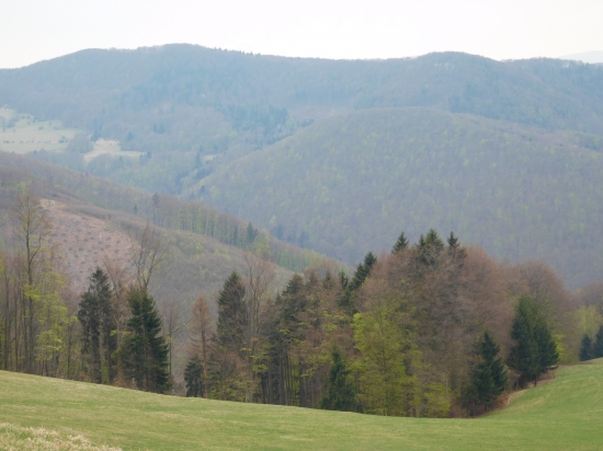Bučina sa zelená ...