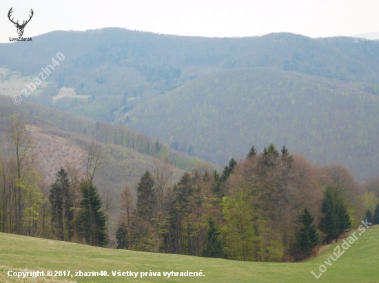 Bučina sa zelená ...