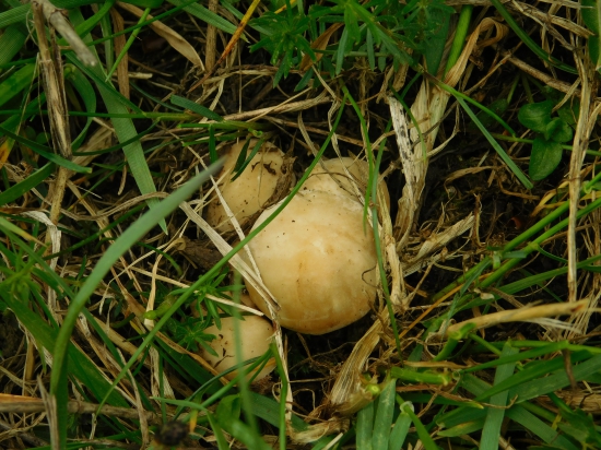 Prvé Aprílové Májovky  ...