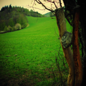 Doplnenie solisk ...
