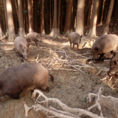 Vyšli  aj prišli ...