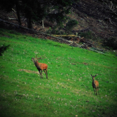 Podvečerný trubač ...