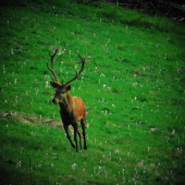 Jelenice do hory Jeleň ku mne...