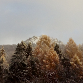 Zlato bieli Vápeč...