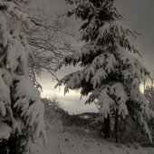 Pod bielou perinou...