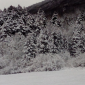 Pod bielou perinou...