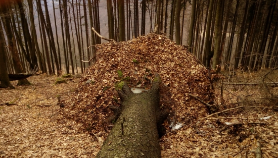 V pohorí strážovských hôr ...