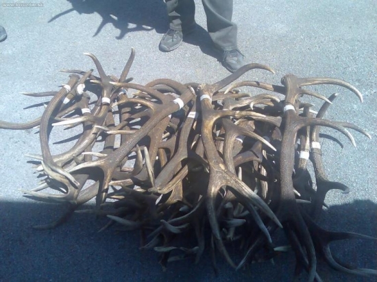 Jedna sezona zdohara