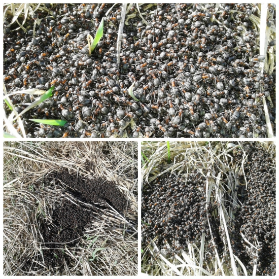 Mravčekovia sa vyrojili a vyhrievali na slniečku.