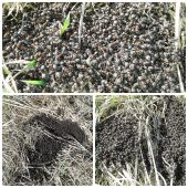 Mravčekovia sa vyrojili a vyhrievali na slniečku.