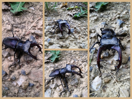 Kapitálny paroháč - Roháč obyčajný