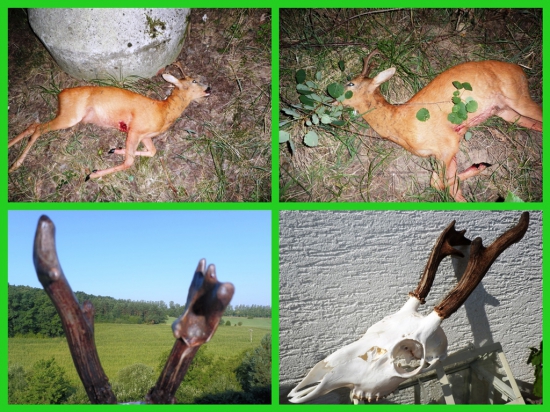 Srnec na druhý pokus