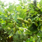 Dubina - 