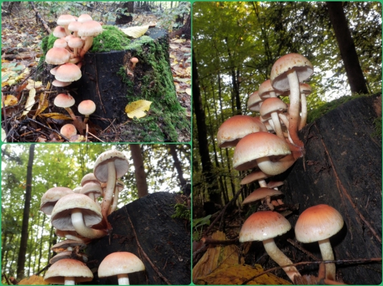 Trochu z iného súdka