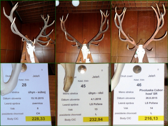 Najsilnejšie jelenie trofeje CHP okres Detva