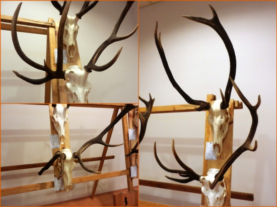 Trofeje, ktoré by som uprednostnil pred kapitálnymi