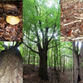 Včerajšia prechádzka