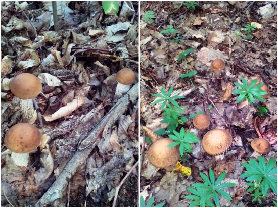 Keď rodina drží spolu :-)