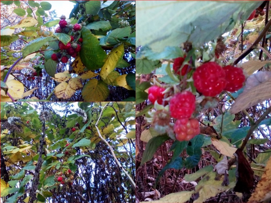 Novembrové maliny - 12 - sti mesiačikovia čarovali