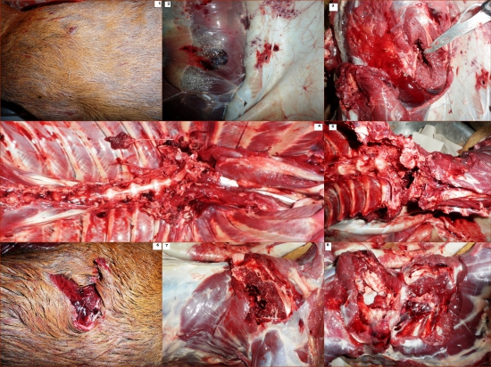 7x64 - Barnes TTSX 150gr  - prebíjané